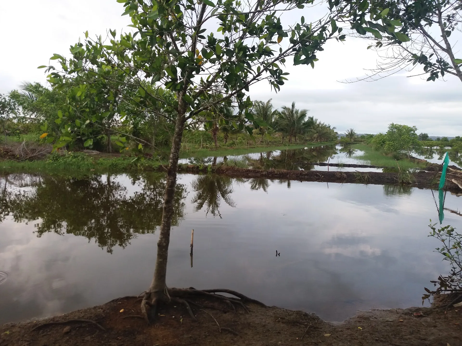 Tambak bapak kosim Tempat mancing harian dan borongan