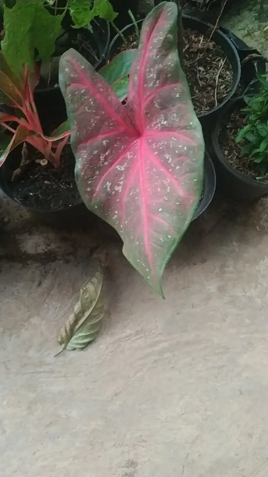 Tanaman Hias Bu Oli