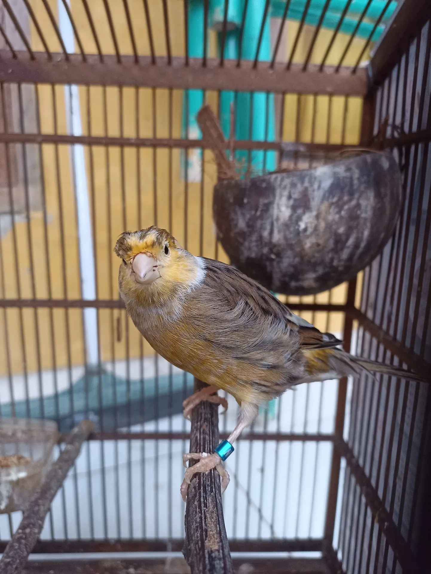 Temon Bird Farm