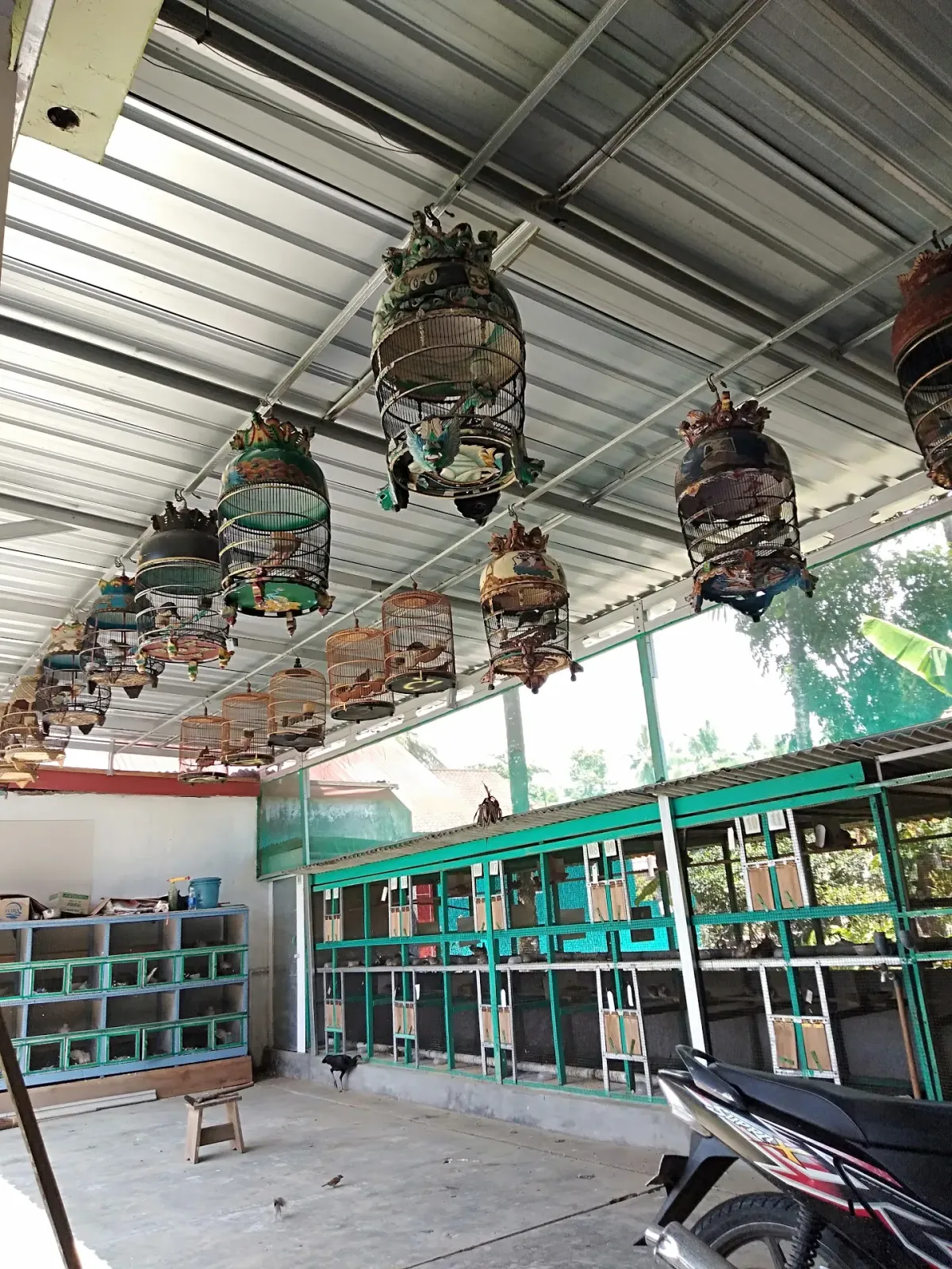 tempat jual burung perkutut