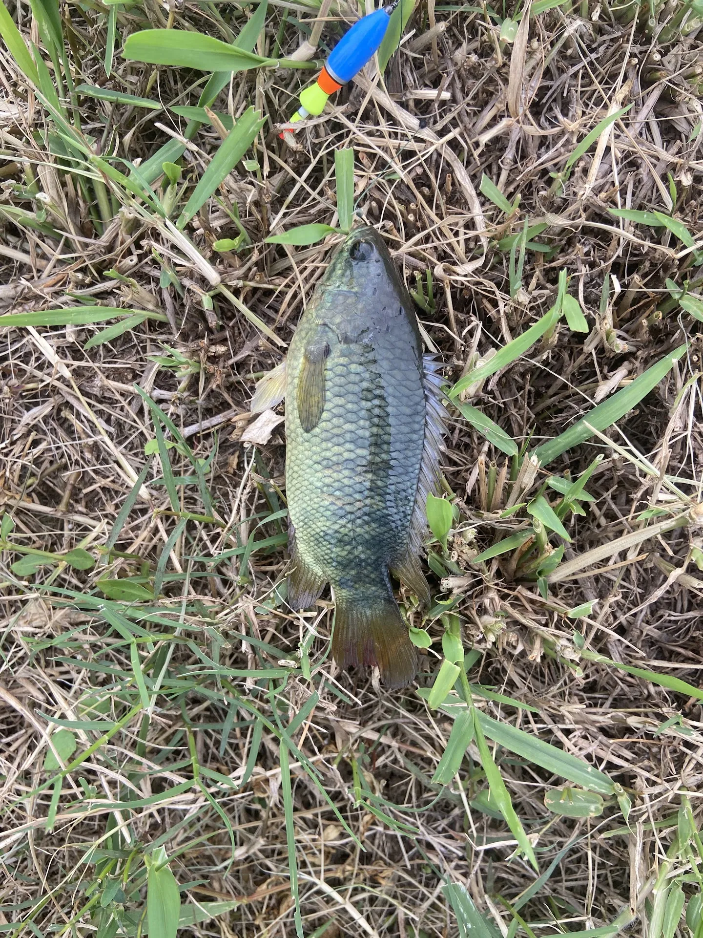 Free Fishing Spot
