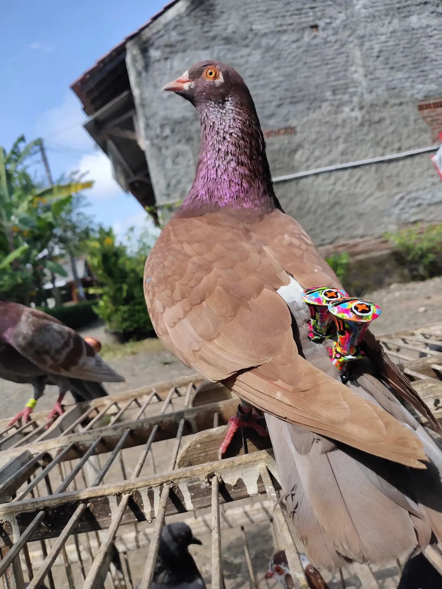 Tempat pertanian bawang merah dan cabe