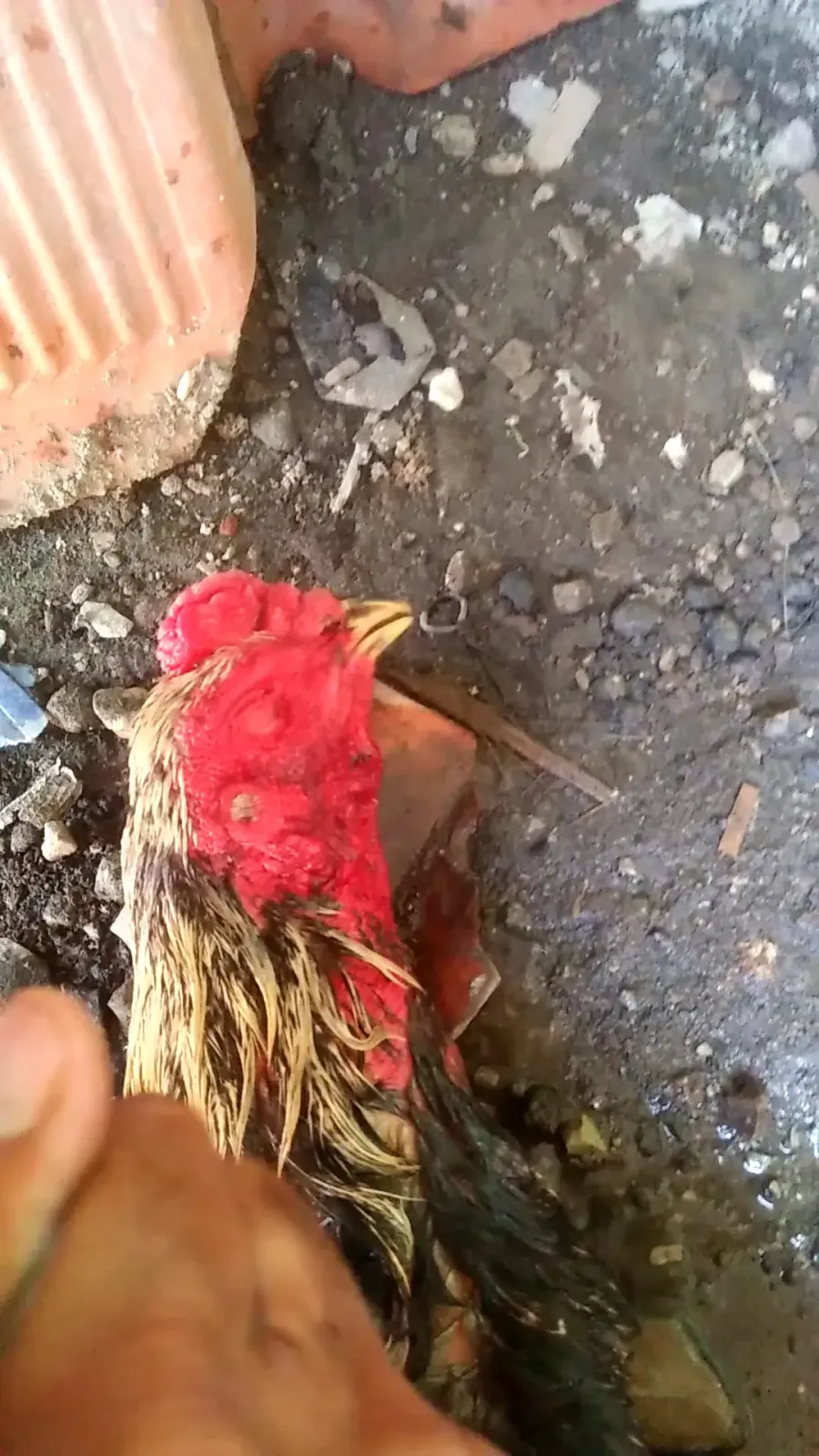 Terapi Akupunktur