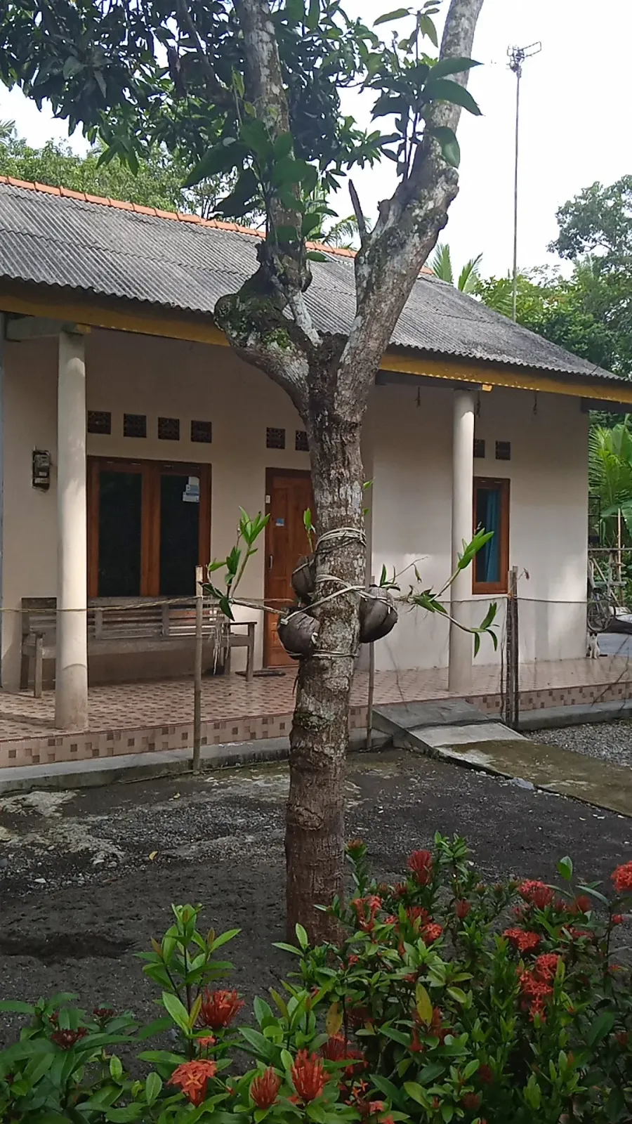 Ternak kambing