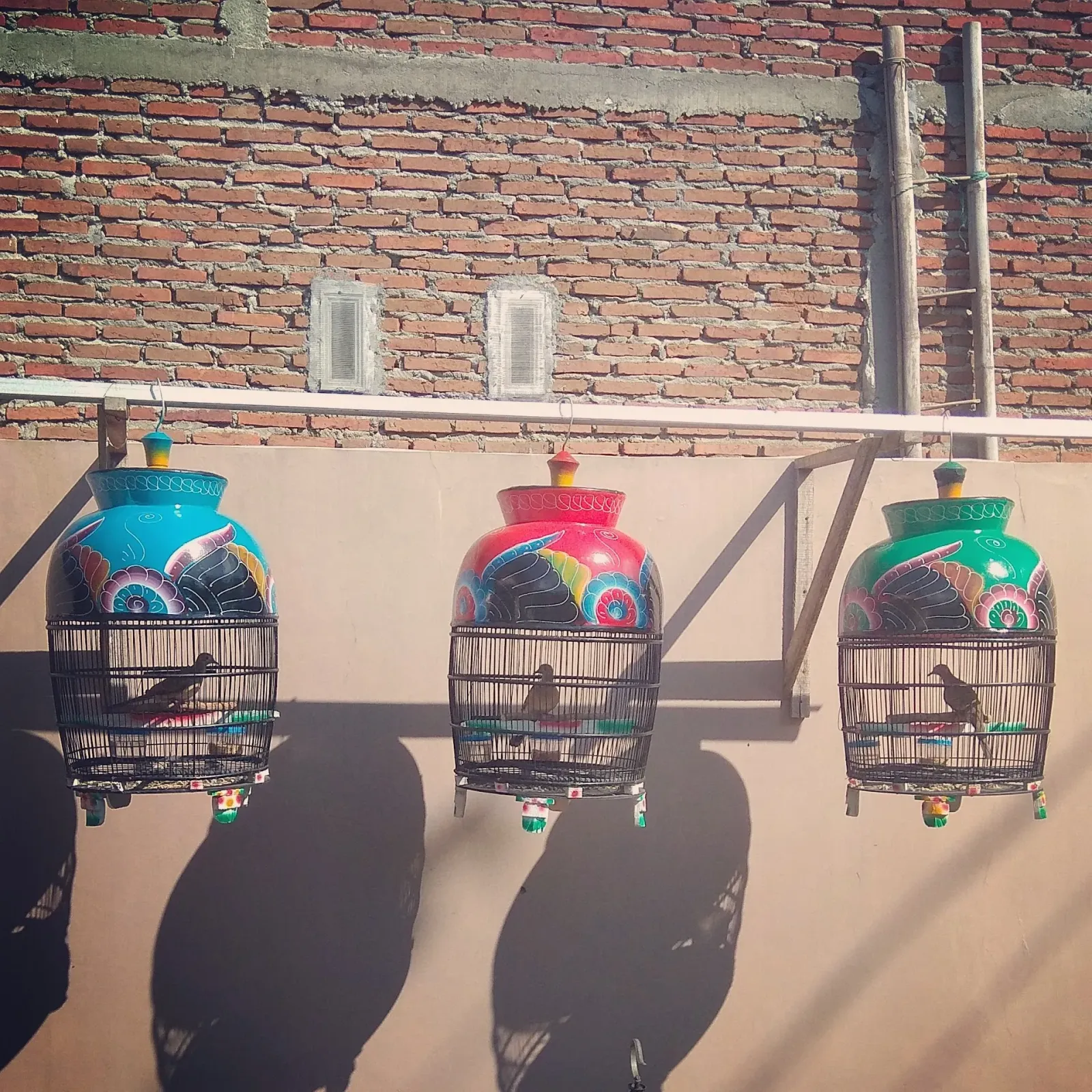 Ternak Perkutut BEJA bird farm