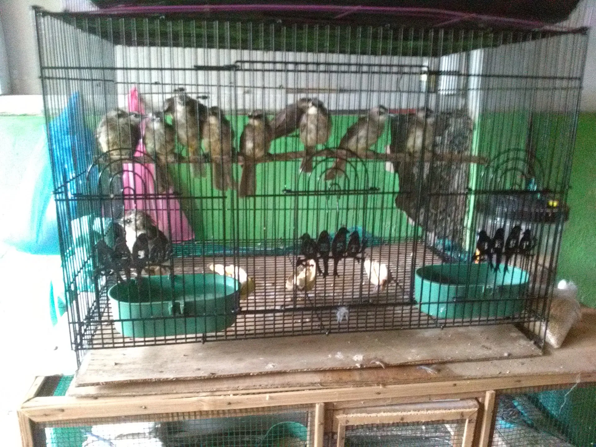 Toko awang bird