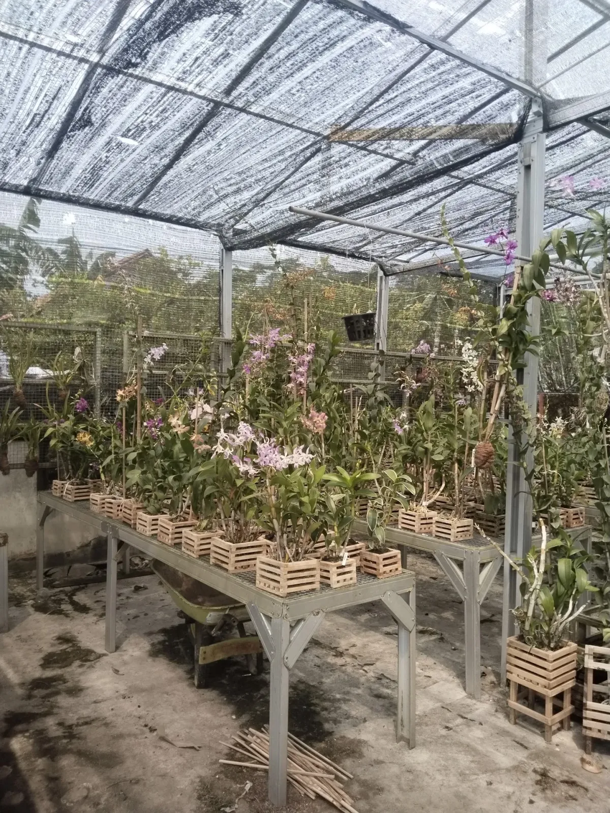 Toko Bunga Sekar Lumintir