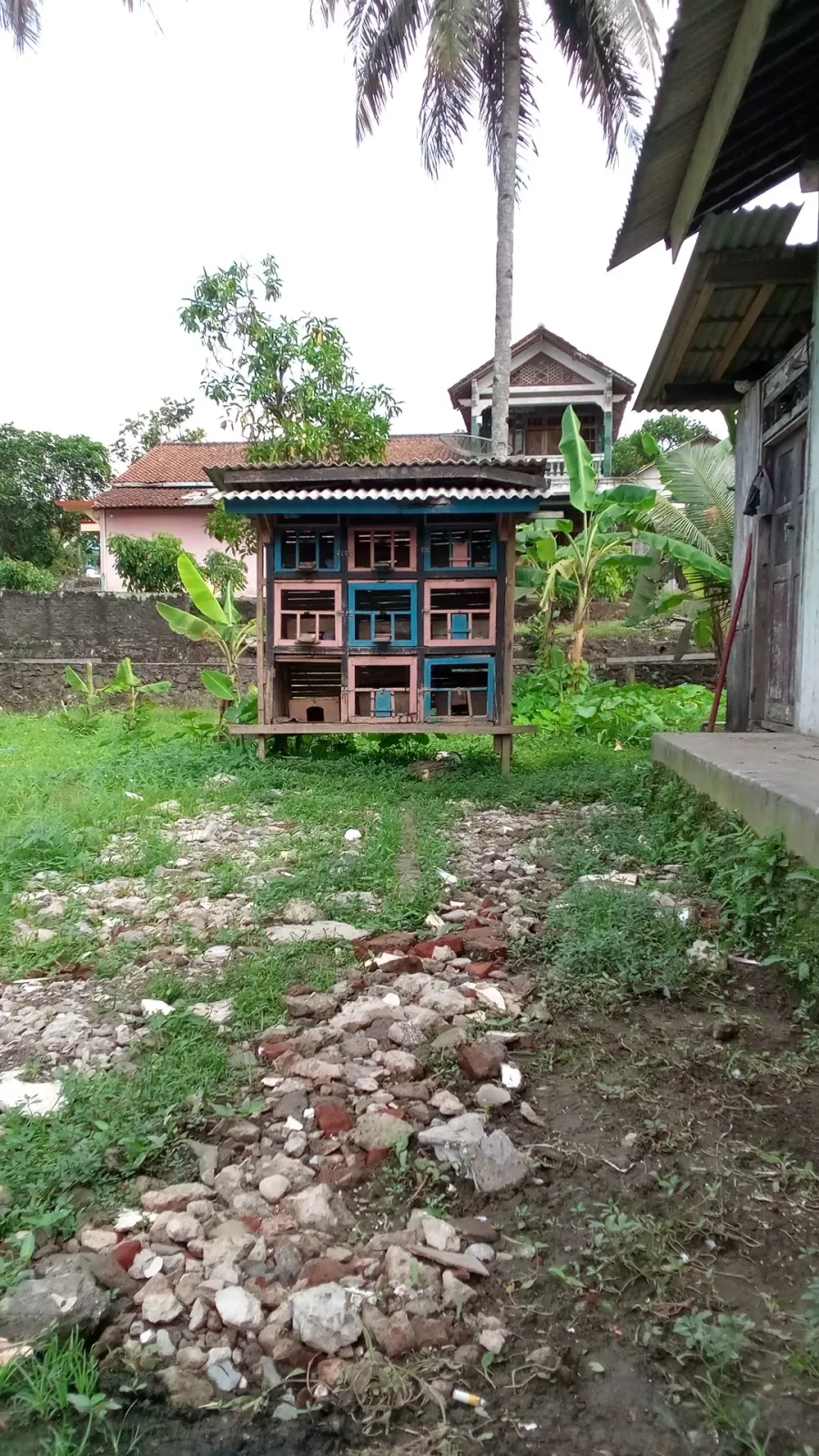 Toko Burung Dara/merpati jeruklegi
