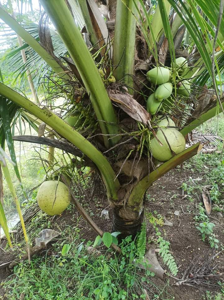 toko salad dan es zekha murah