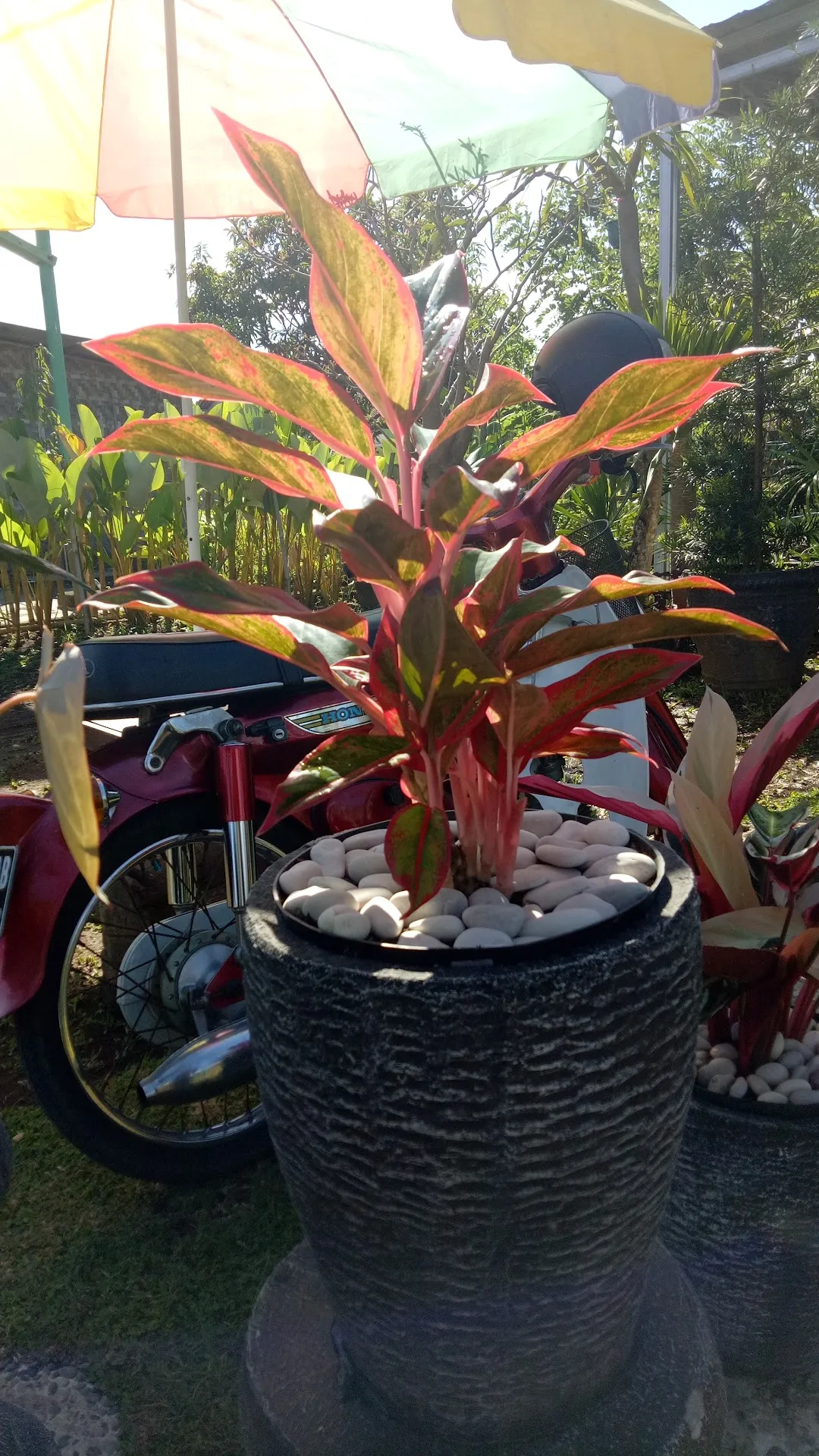 Toko Tanaman Ad Flower Nursery
