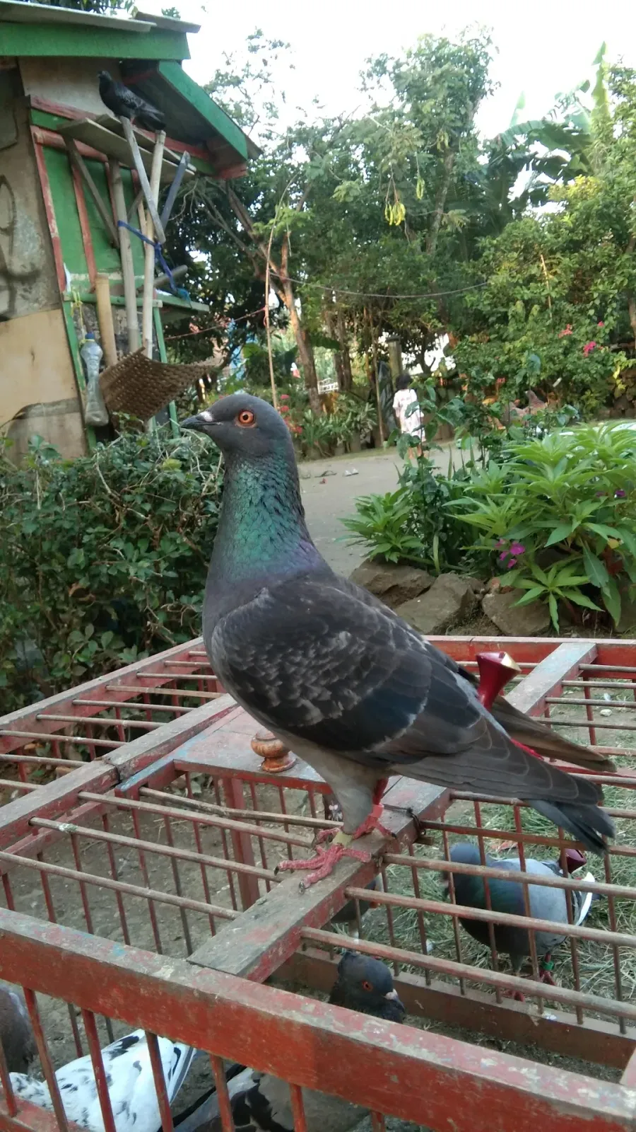 TRAH MERPATI TINGGI ( KANDANG IRENG RJG )