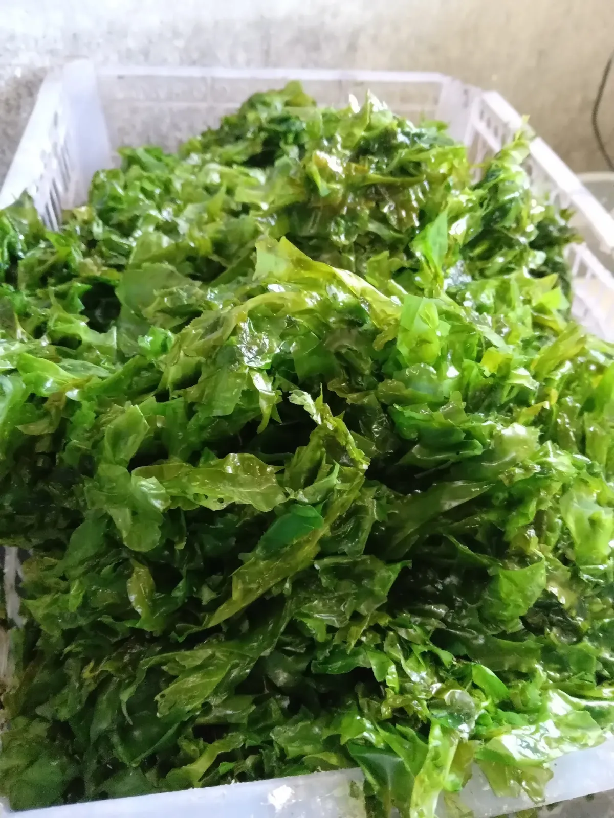 Ulva Q Snack Rumput Laut