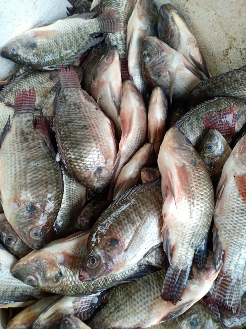 Warijah Pedagang Ikan Segar