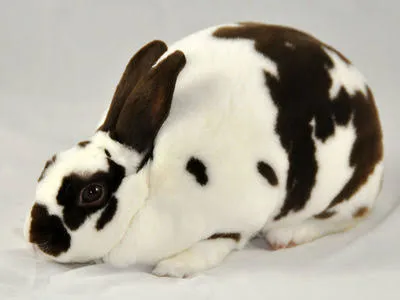 we jaya rabbit