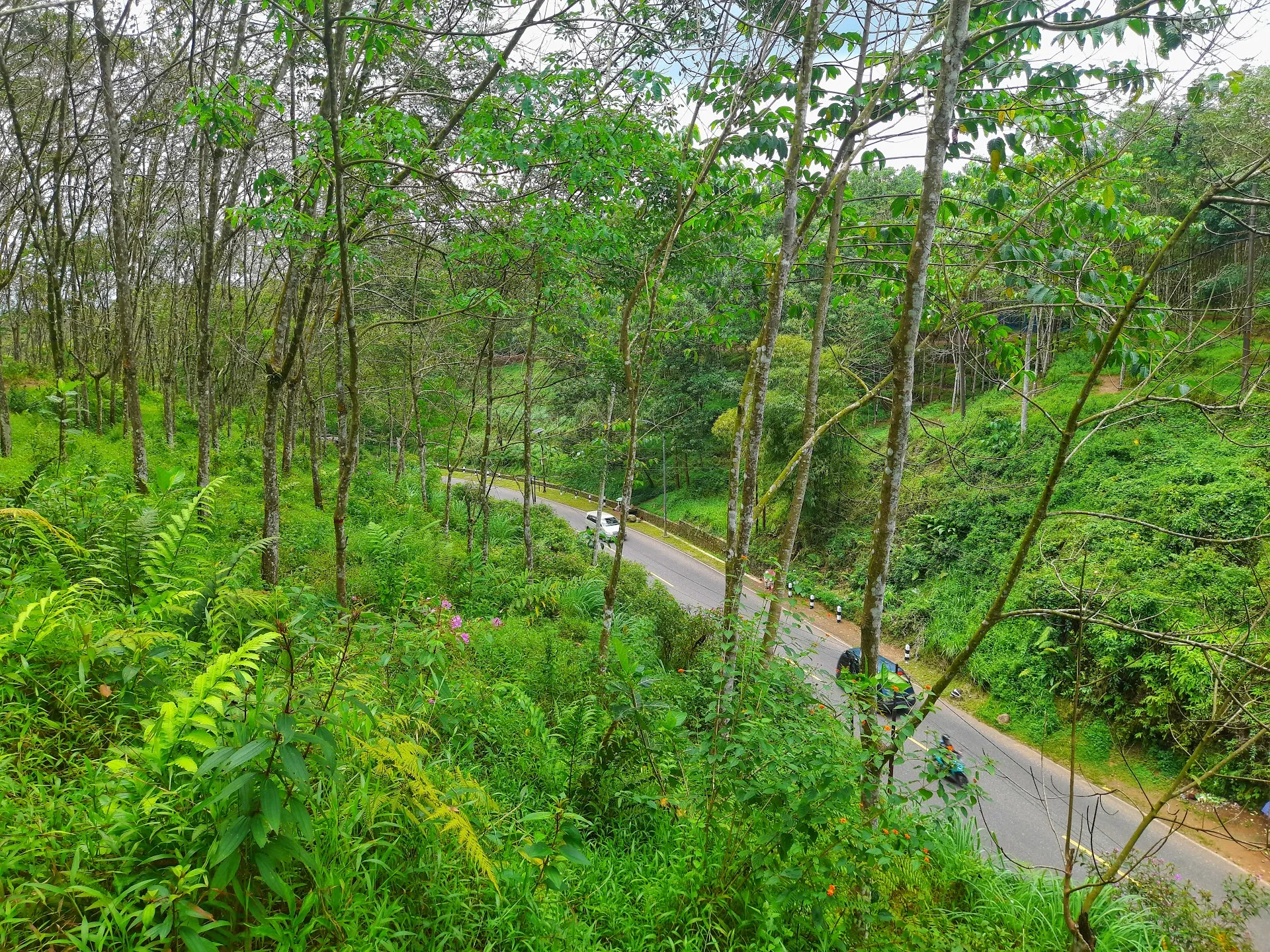 Wisata Hutan Krumput