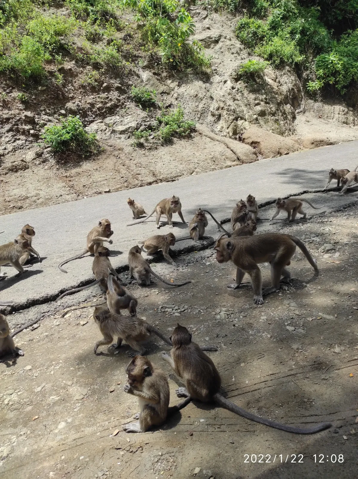 Wisata Taman Kera Desa Cikakak