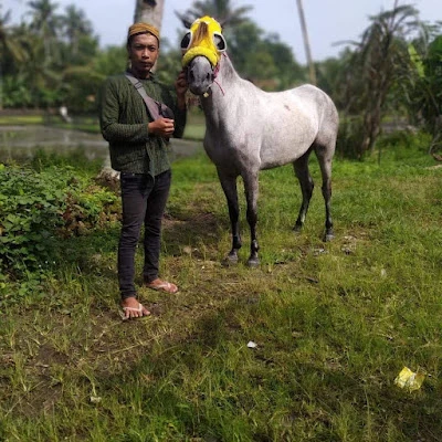 Putri sembrani Stable