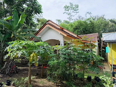 Yoga sayur