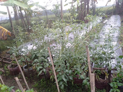 cahyadi rabbit kedunsari