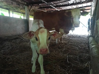 Kandang Sapi Pondok Pesantren El-Bayan