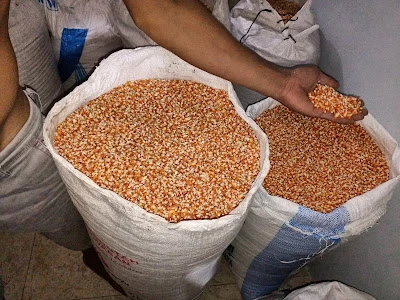 JAGUNG KRISTAL