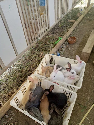 AzaNa Rabbits