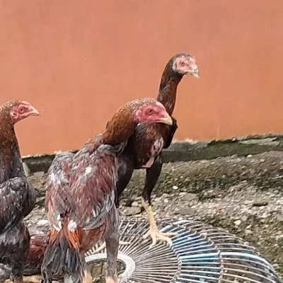 Bkl ayam psg