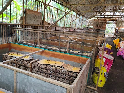Ibang jangrik