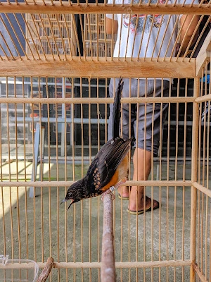 DENGGLING BIRD FARM