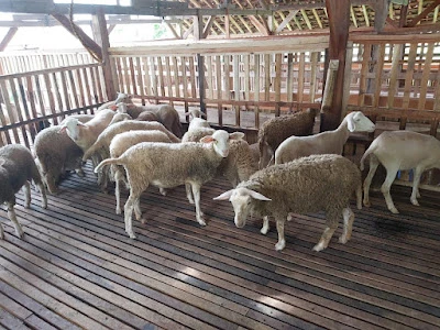 Sekawanlikur Farm