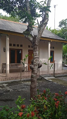 Ternak kambing