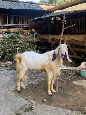 JUAL BELI KAMBING BAPAK SATIWAN