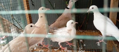 DS BF Brid Farm