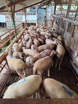 Peternakan Kambing (SJ Farm)