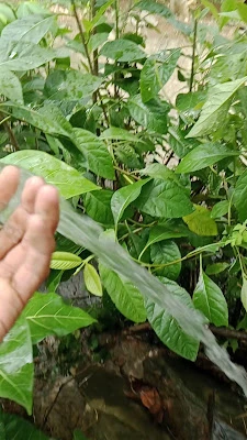 BERKAH BERSAMA BOR(3B)