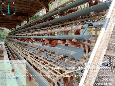 Ayam Petelor MUGI BERKAH