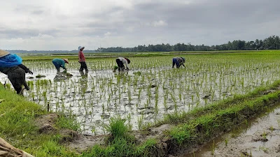 Ex SD NEGERI CISUMUR 03 TEMPAT ANGKER