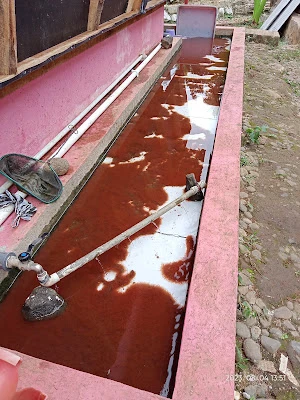 Cacing Sutra Banyumas