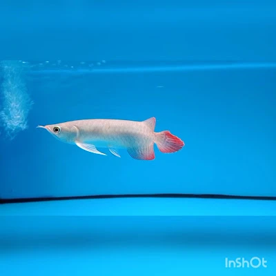 Hikmah Arowana Fish