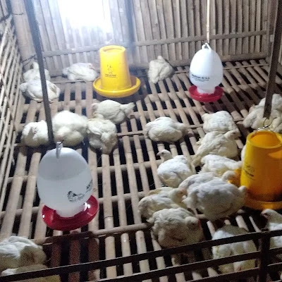 Wahyu broiler