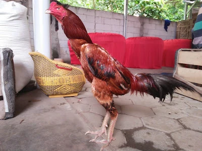 Kec. Nusawungu