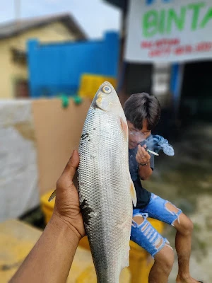 DEPOT IKAN BINTANG TIMUR