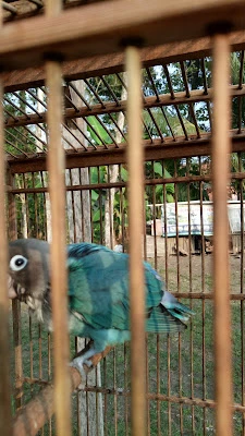 Madu Murni Lebah