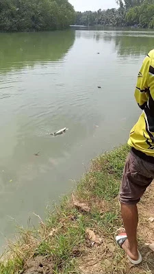 SPOT MANCING BELAKANG MTS