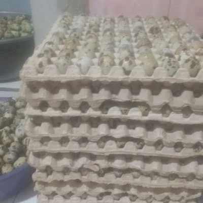 Sarkam