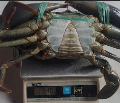 Kepiting fres
