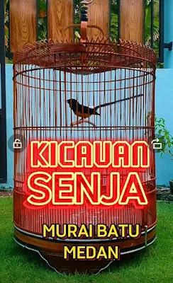 PENANGKARAN MURAI BATU " ERDIN 84 BF "
