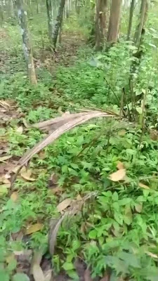 SD Negeri Kedunglegok 2