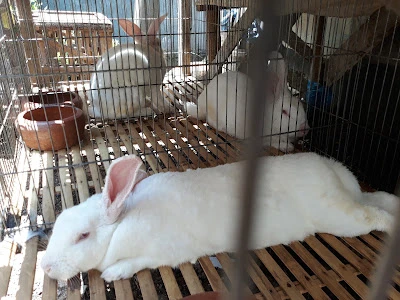 Khan Rabbit Farm