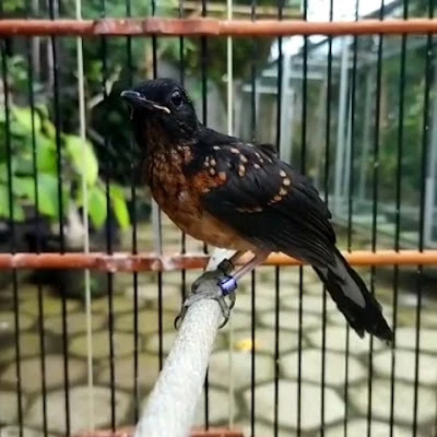 Sarang Bird Farm